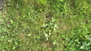 Najlepszy sposób na pędraki. Trawnik znów będzie jak murawa na stadionie