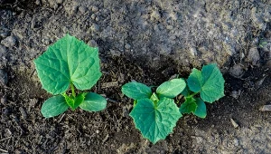 Ogórki będą rosły jak po witaminach. Zrób ważną rzecz, zanim je wysiejesz