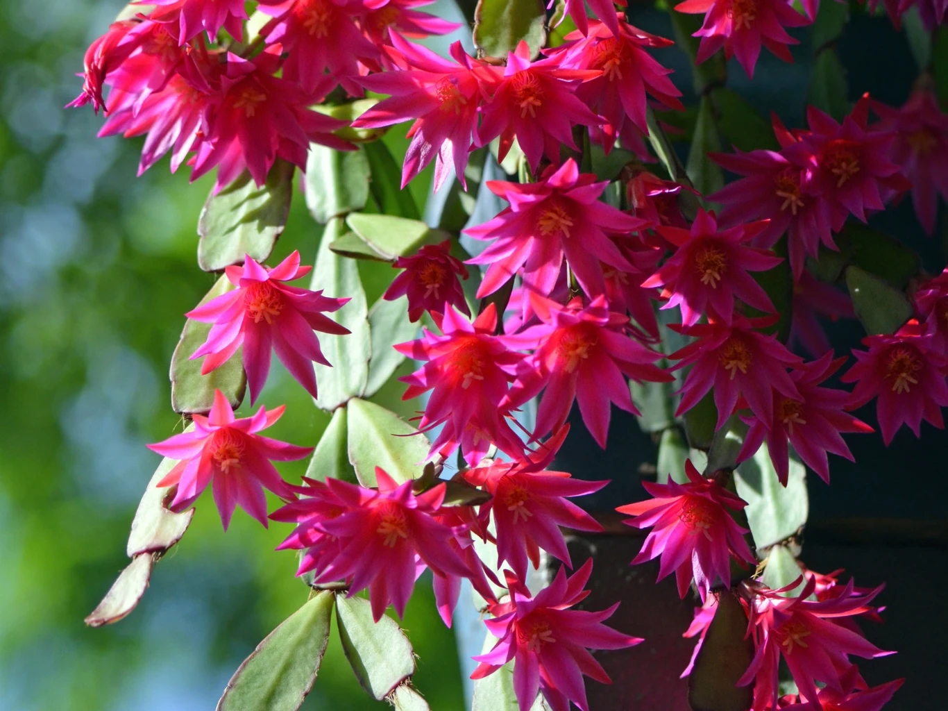 Co zrobić, żeby kaktus wielkanocny miał dużo kwiatów? Jasnoróżowe kwiaty kaktusa wielkanocnego na długich łodygach, widoczne na tle zielonych liści.