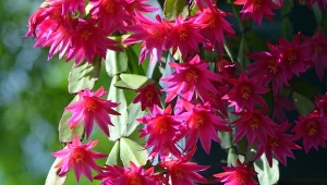 Kaktus wielkanocny obsypie się kwiatami. Podlewaj go witaminową odżywką