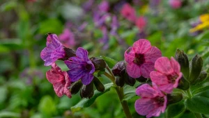 Posadź, gdzie nic nie rośnie. Jej kwiaty zmieniają kolor, a ślimaki omijają