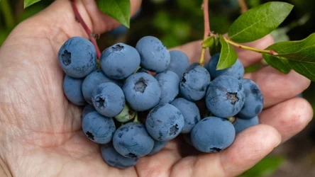 Borówki amerykańskie warto nawozić w kwietniu. To może pozytywnie wpłynąć na późniejsze zbiory