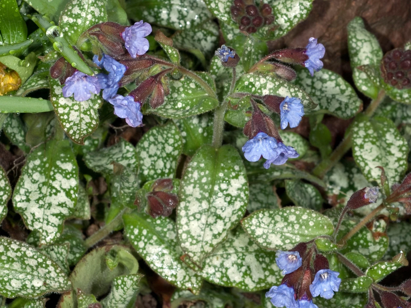 fioletowoniebieskie kwiaty wyrastające z krótkich łodyg otoczonych charakterystycznymi, zielonymi liśćmi pokrytymi srebrzystymi plamkami