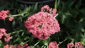 Niektóre kwitną nawet 150 dni. Gwarantowane morze kwiatów aż do jesieni