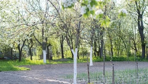 Kwiecień to odpowiedni moment na wiosenne nawożenie drzew owocowych.