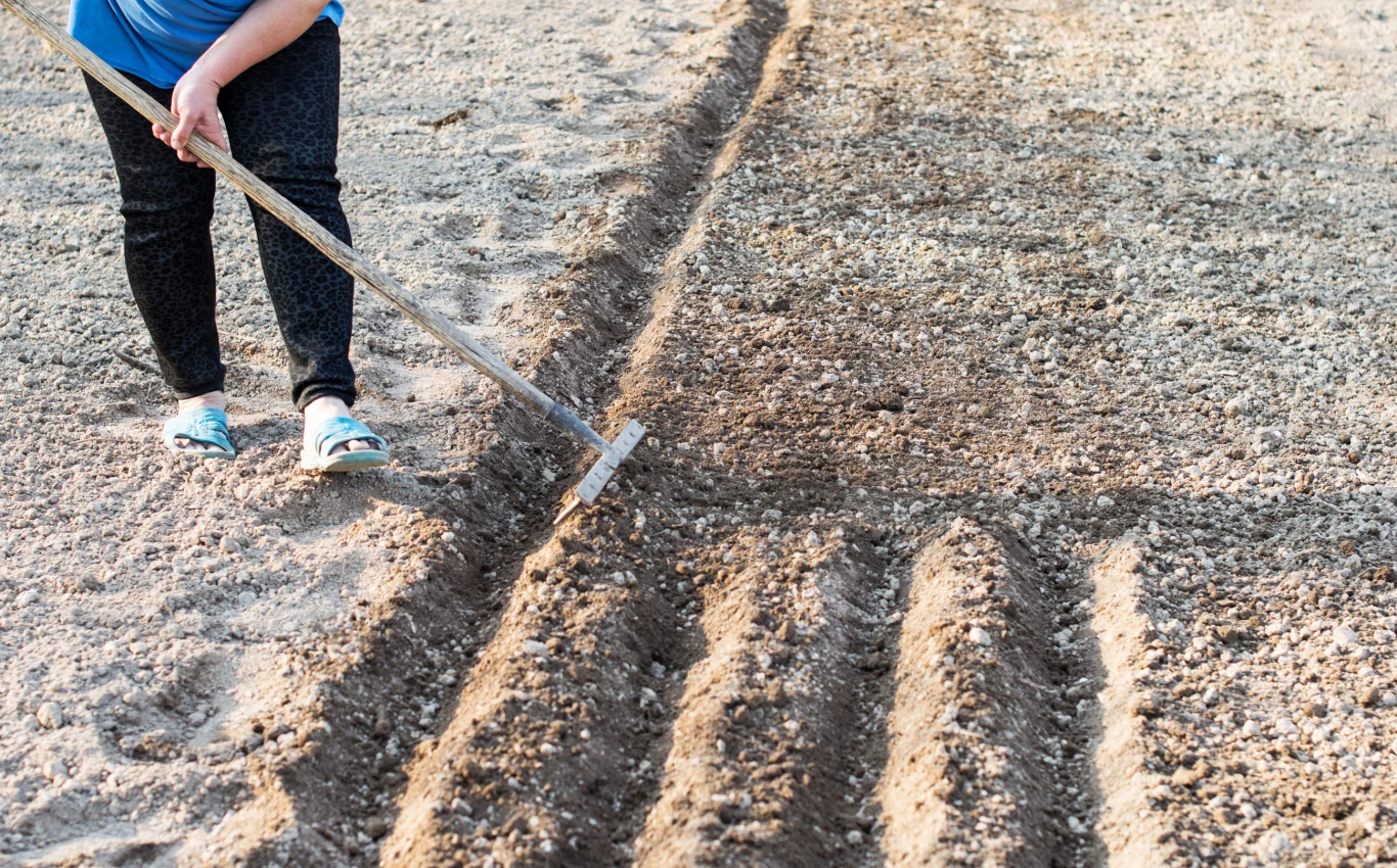 Osoba w niebieskiej koszulce i czarnych spodniach grabi ziemię, tworząc równe bruzdy w przygotowanej do sadzenia glebie.