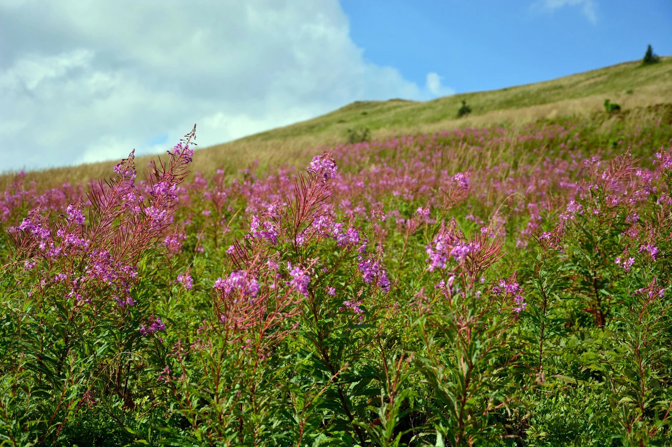 Rozległa łąka pokryta kwitnącą wierzbówką kiprzycą o intensywnie różowych kwiatach, w tle delikatnie wznoszące się, zielone wzgórze i fragment nieba z lekko zachmurzonym niebieskim tłem.