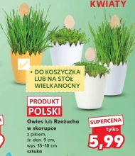 Rzeżucha Polski