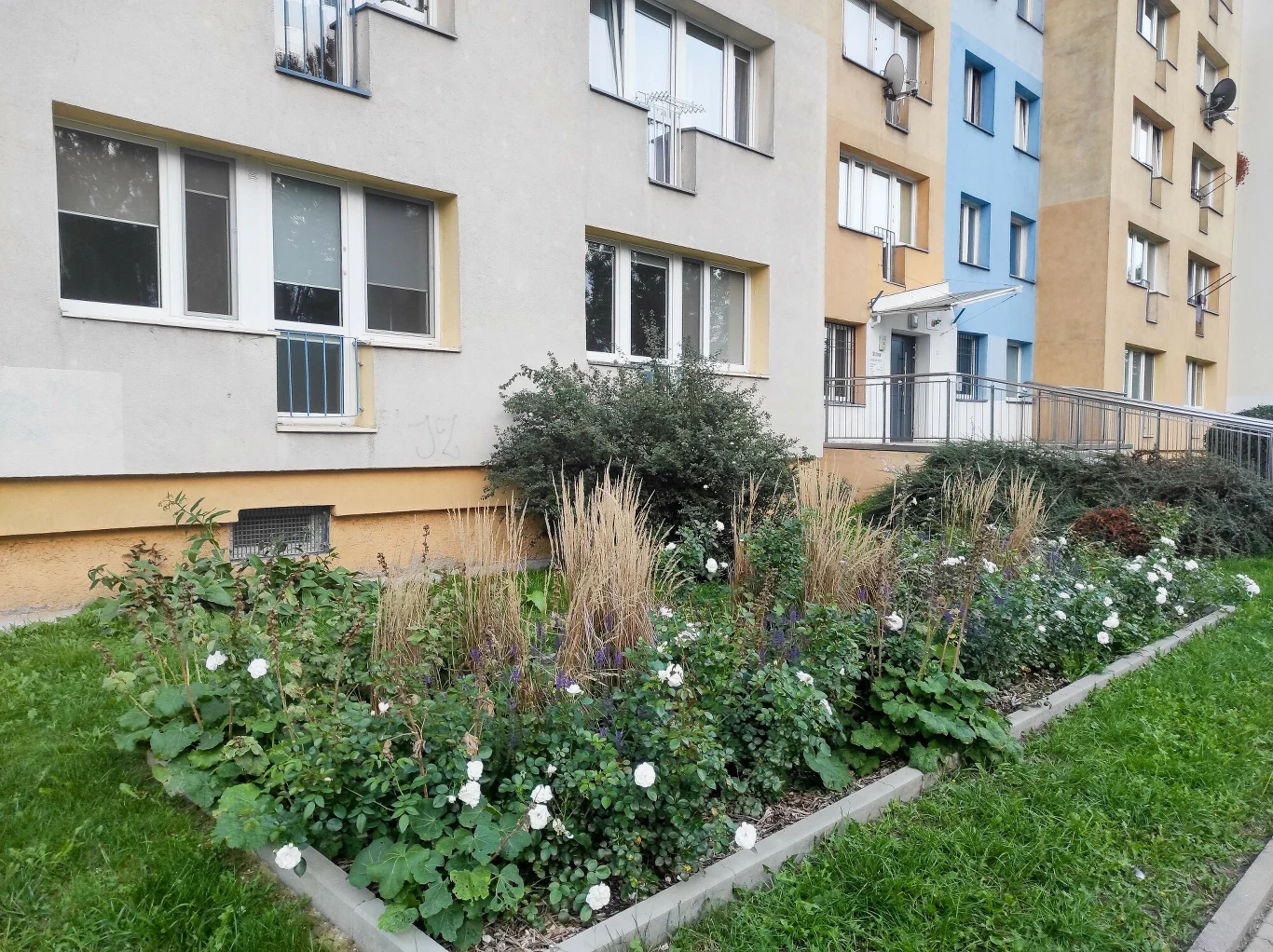 kwietnik przed blokiem mieszkalnym z różnorodnymi roślinami, w tym wysokimi trawami ozdobnymi oraz białymi kwiatami, otoczony zieloną trawą i chodnikiem, w tle elewacja budynku z oknami i balkonami
