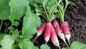 Posiej teraz, zbierzesz za chwilę. Ta rzodkiewka rośnie błyskawicznie i prawie się nie psuje