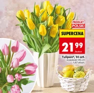 Tulipan Polski