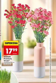 Гвоздика Premium