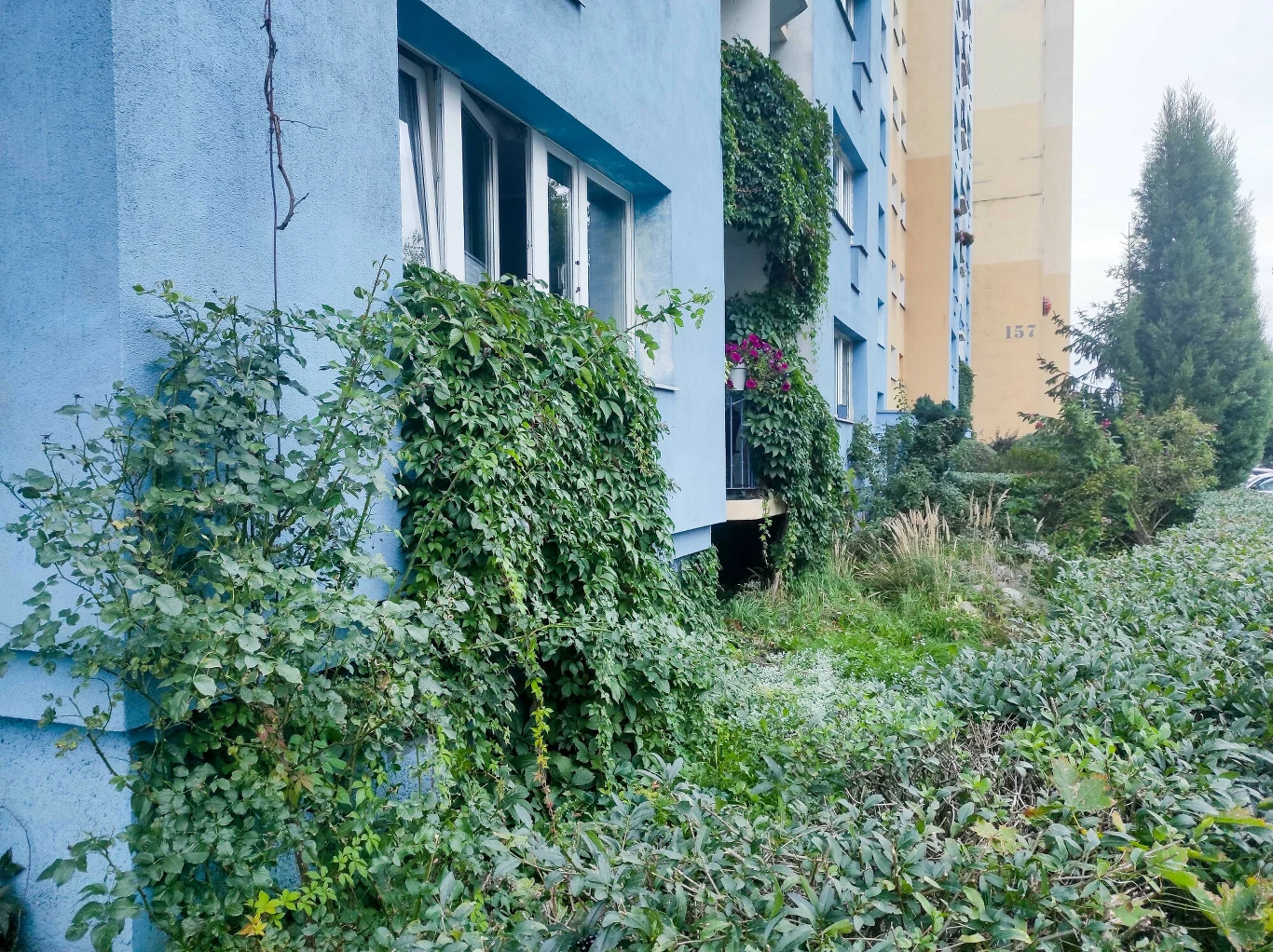 elewacja niebieskiego bloku porośnięta gęstymi pnączami, otwarte okno, bujna roślinność przy budynku, w tle kolejny blok oraz drzewa