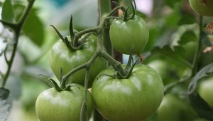 Pomidory wolne od zarazy. Moi dziadkowie sadzą obok 3 rośliny