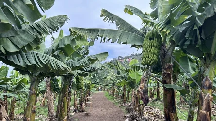 Banany z Europy robią furorę. Czasem też można je też kupić w Polsce