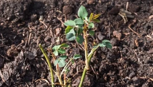 Wiosną od serca sypnij pod róże. Sąsiedzi zzielenieją z zazdrości