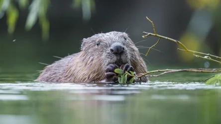 Nie będzie odstrzału bobrów w Nadleśnictwie Józefów