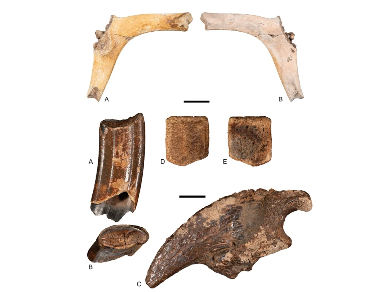Znalezisko składa się z fragmentów kości, w tym dużych kości kończyn, części żebra, dwóch sześciennych kości być może kręgowych oraz dużego fragmentu łopatki, wszystkie skatalogowane i oznaczone literami dla celów porównawczych.