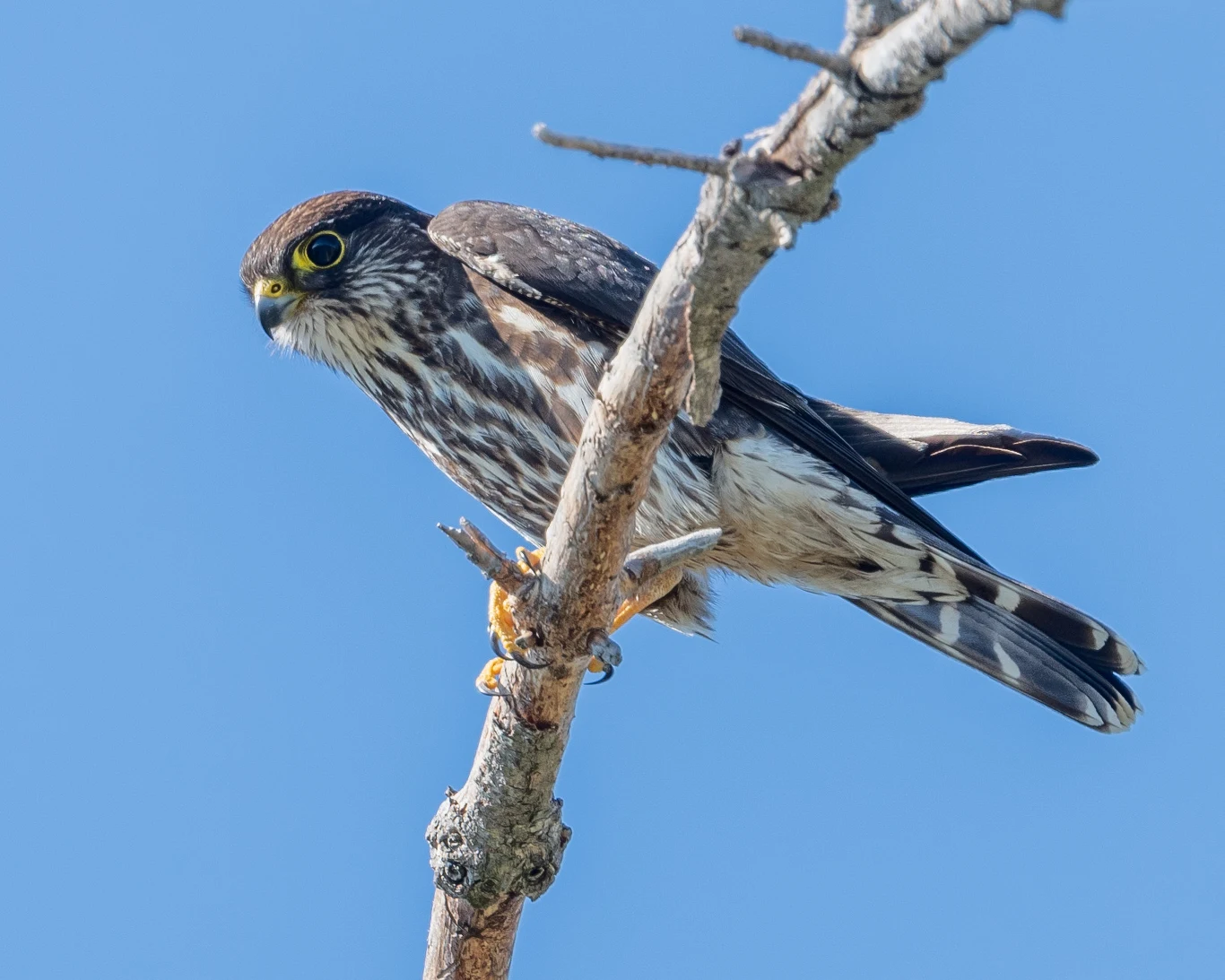 Drapieżny ptak o ostrym spojrzeniu i żółtych łapach siedzi na suchej gałęzi, z rozpostartymi skrzydłami gotowy do lotu na tle błękitnego nieba.