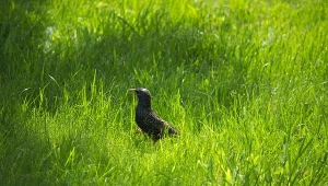 Szpak wysprząta wszystkie szkodniki. Wiosną zwab go do ogrodu