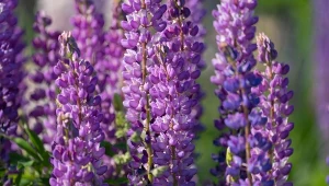 To ostatni moment na wysiew łubinu. Jeśli go przegapisz, nie zakwitnie