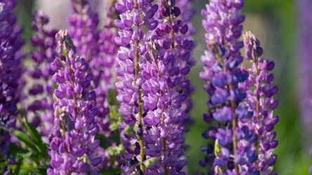 Łubin w ogrodzie - kiedy go wysiewać?