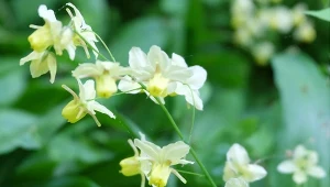 Kwitnie jak storczyk i szybko się rozrasta. Sadź w cieniu drzew