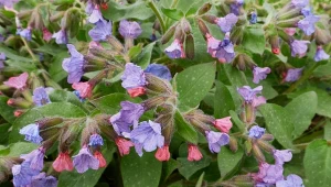 Posadź, gdzie nic nie rośnie. Jej kwiaty zmieniają kolor, a ślimaki omijają