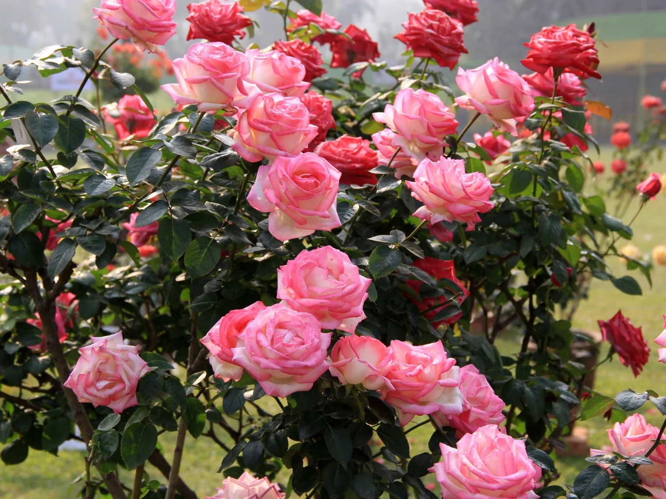 Krzew róży w ogrodzie, licznie obsypany dużymi kwiatami o różowych i biało-różowych płatkach.