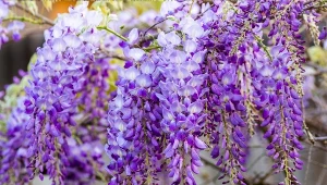 Fioletowe kaskady jak z rajskiego ogrodu. Kiedy sadzić wisterię?