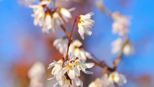 Forsycja o białych kwiatach? Pachnie obłędnie, a wygląda jak chmurka