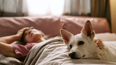 Jak pies wyczuwa przebudzenie się człowieka? 