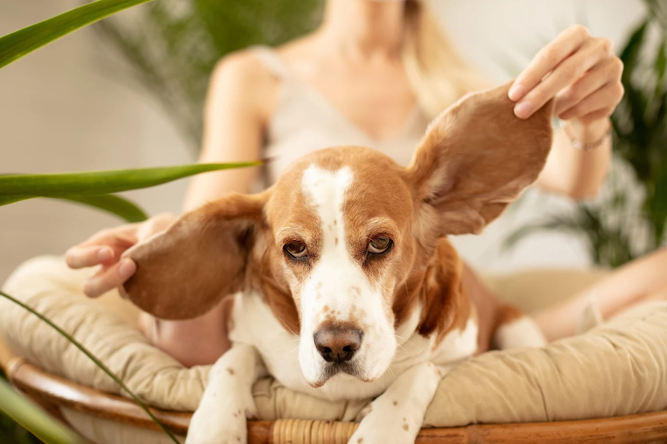 pies rasy basset hound leży na miękkim legowisku, a osoba siedząca za nim trzyma jego długie uszy rozpostarte na boki