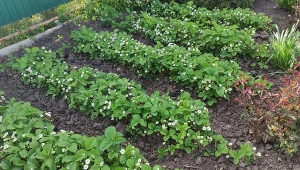 Syp pod truskawki, zanim zaczną kwitnąć. Owoce będą duże i słodziutkie