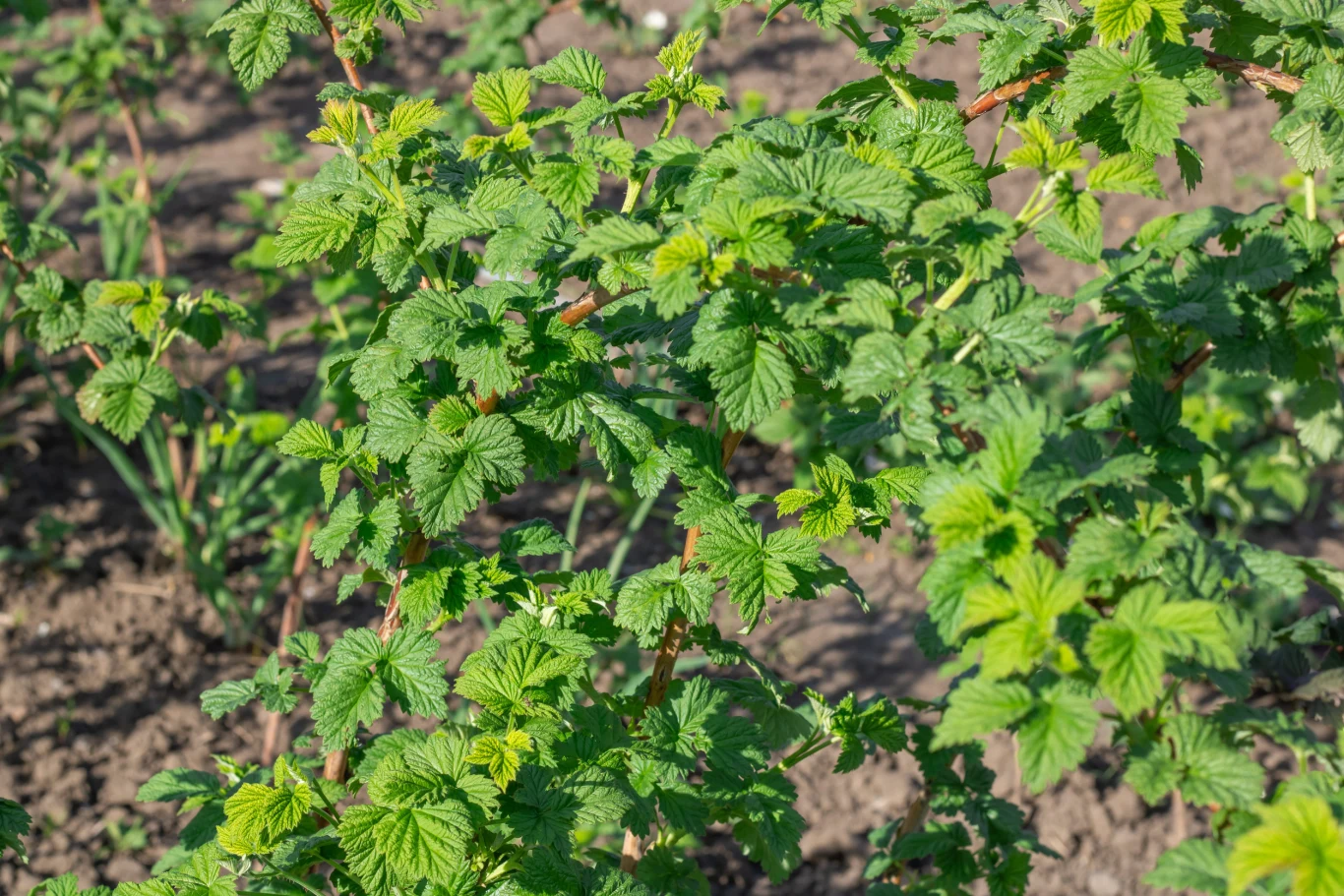 Maliny najlepiej reagują na trzy dawki nawożenia w sezonie. Zielone pędy malin z liśćmi wyrastające z ziemi na nasłonecznionej grządce ogrodowej