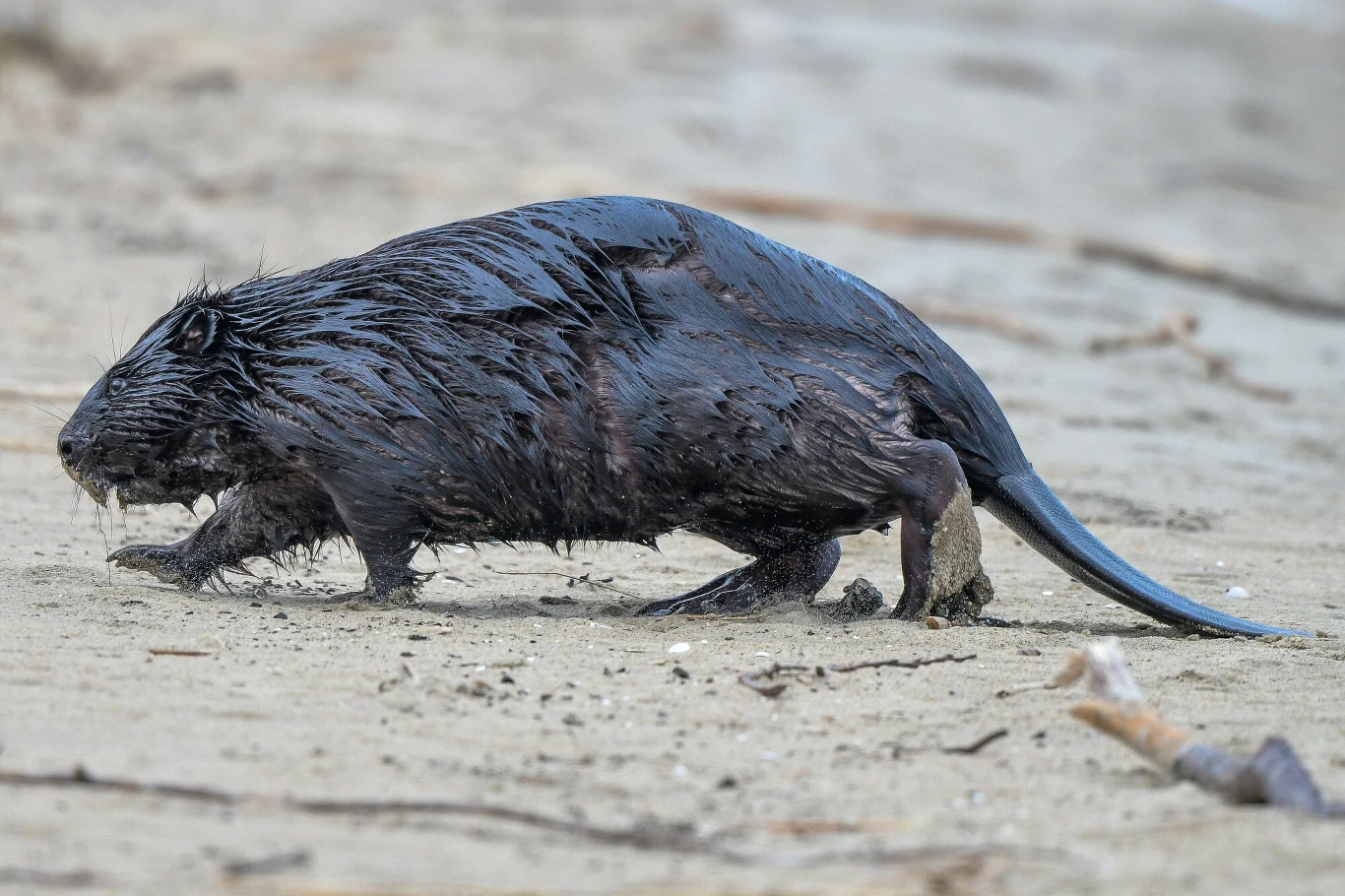 mokry bóbr z widocznym ogonem idzie po piaszczystej powierzchni, jego futro jest ciemne i przylegające, a tło stanowi rozmyty brzeg z kilkoma gałęziami