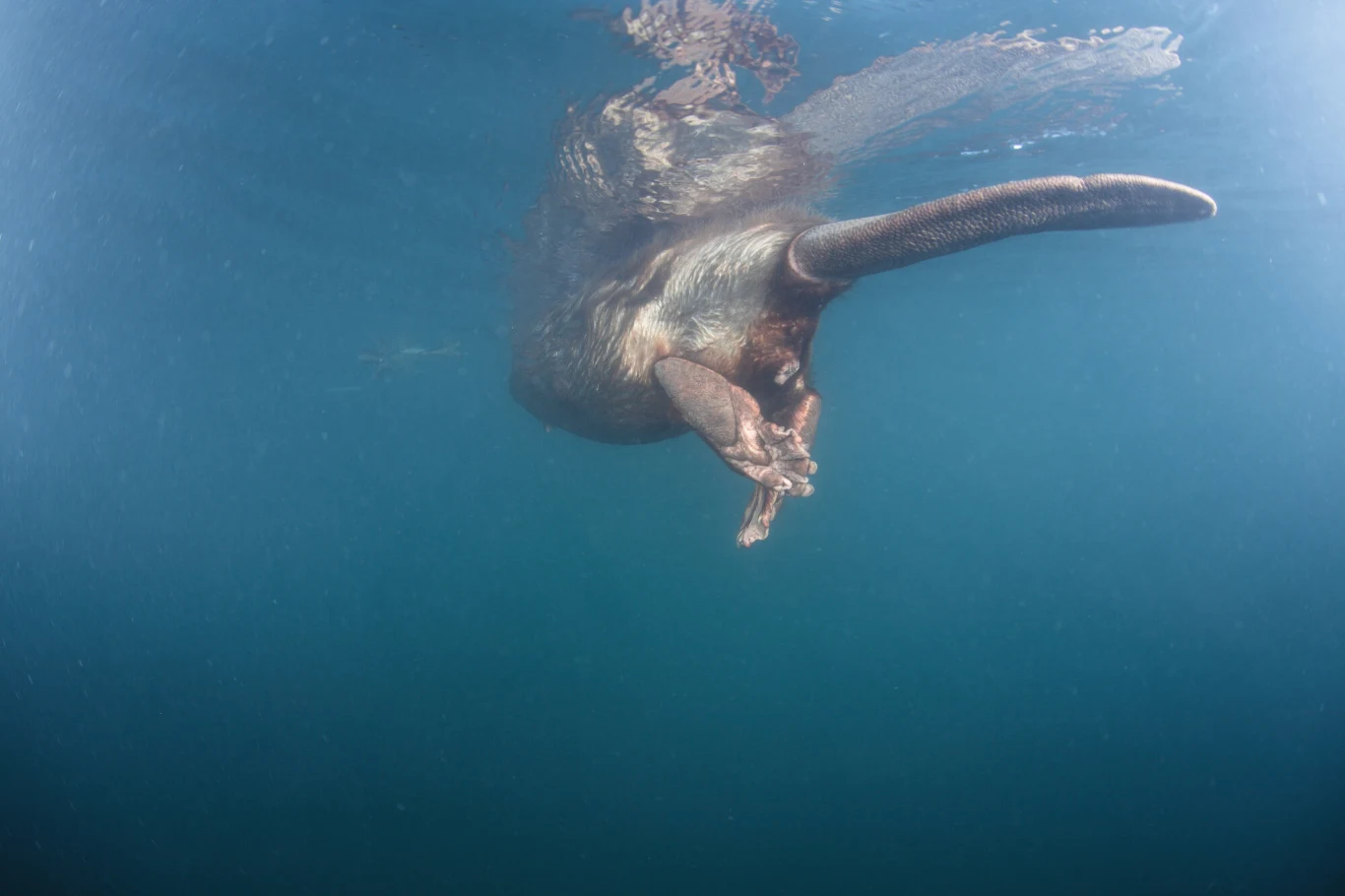 Bóbr pływający pod wodą z wyciągniętym ogonem, widoczna od tyłu w otaczającej ją błękitnej toni.
