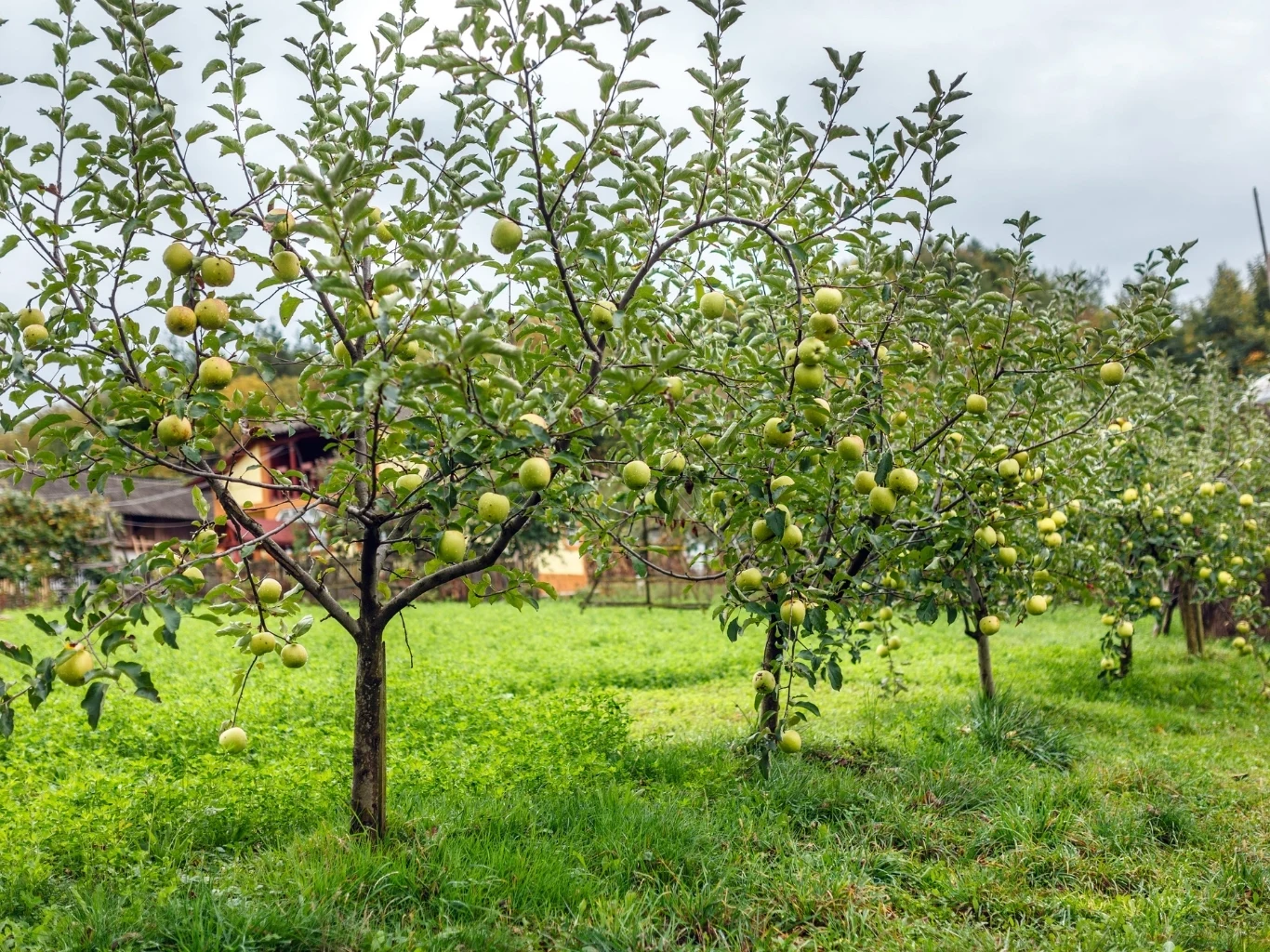Szpaler drzewek owocowych obwieszonych zielono-żółtymi jabłkami rośnie na bujnie porośniętej trawie, w tle widoczne są zarysy domów i ogrodzenia.