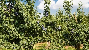 Posadź wokół śliwy, a mszyce i gryzonie nie będą się zbliżać