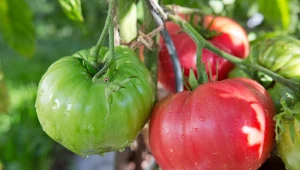 Na jakie odmiany pomidorów postawić w tym sezonie?