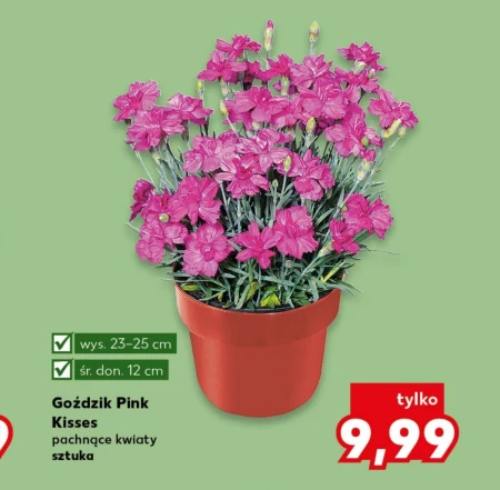 Гвоздика Pink