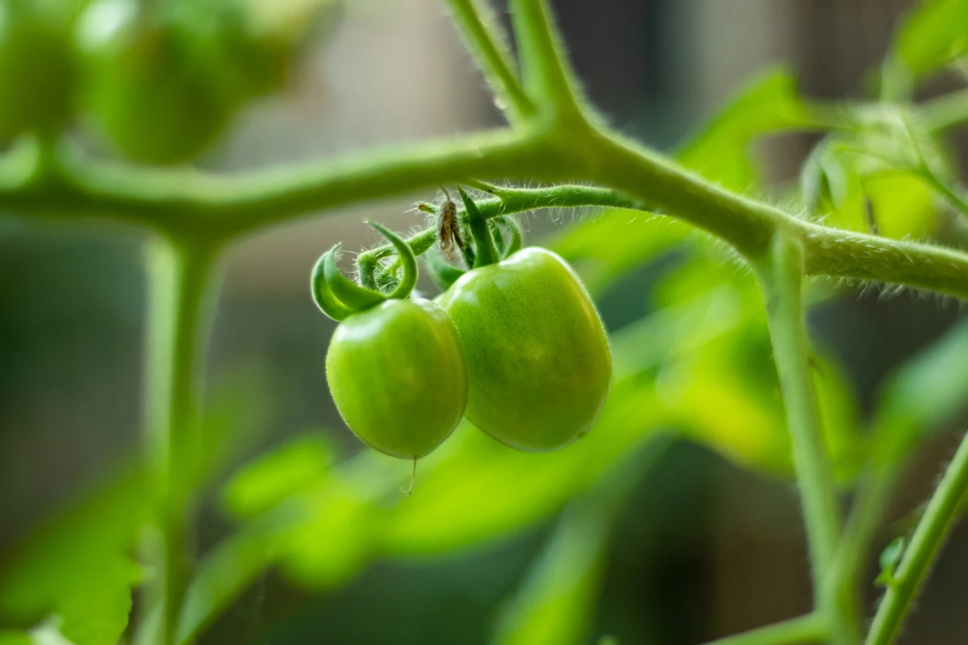 dwa niedojrzałe zielone pomidory wiszące na łodydze pośród jasnozielonych liści