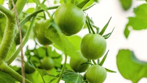 Pomidory wolne od zarazy. Moi dziadkowie sadzą obok 3 rośliny