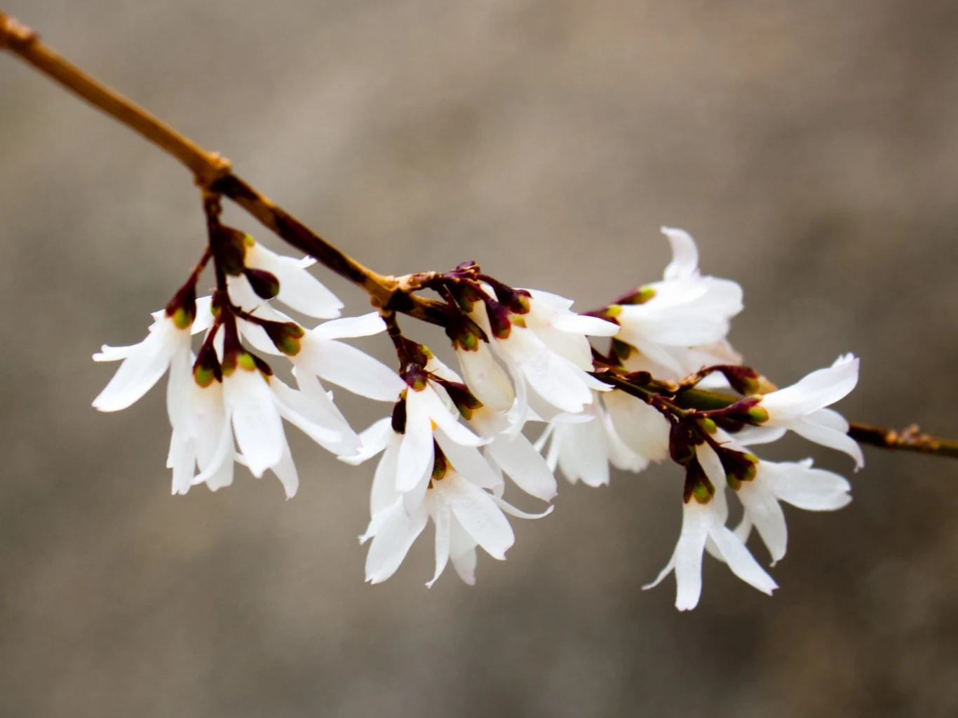 Biała forsycja w ogrodzie.