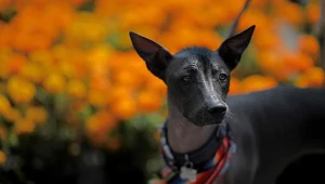 Psy w prekolumbijskiej Ameryce były przedmiotem handlu