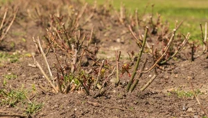 Wiosną od serca sypnij pod róże. Sąsiedzi zzielenieją z zazdrości