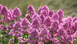 Niektóre kwitną nawet 150 dni. Gwarantowane morze kwiatów aż do jesieni