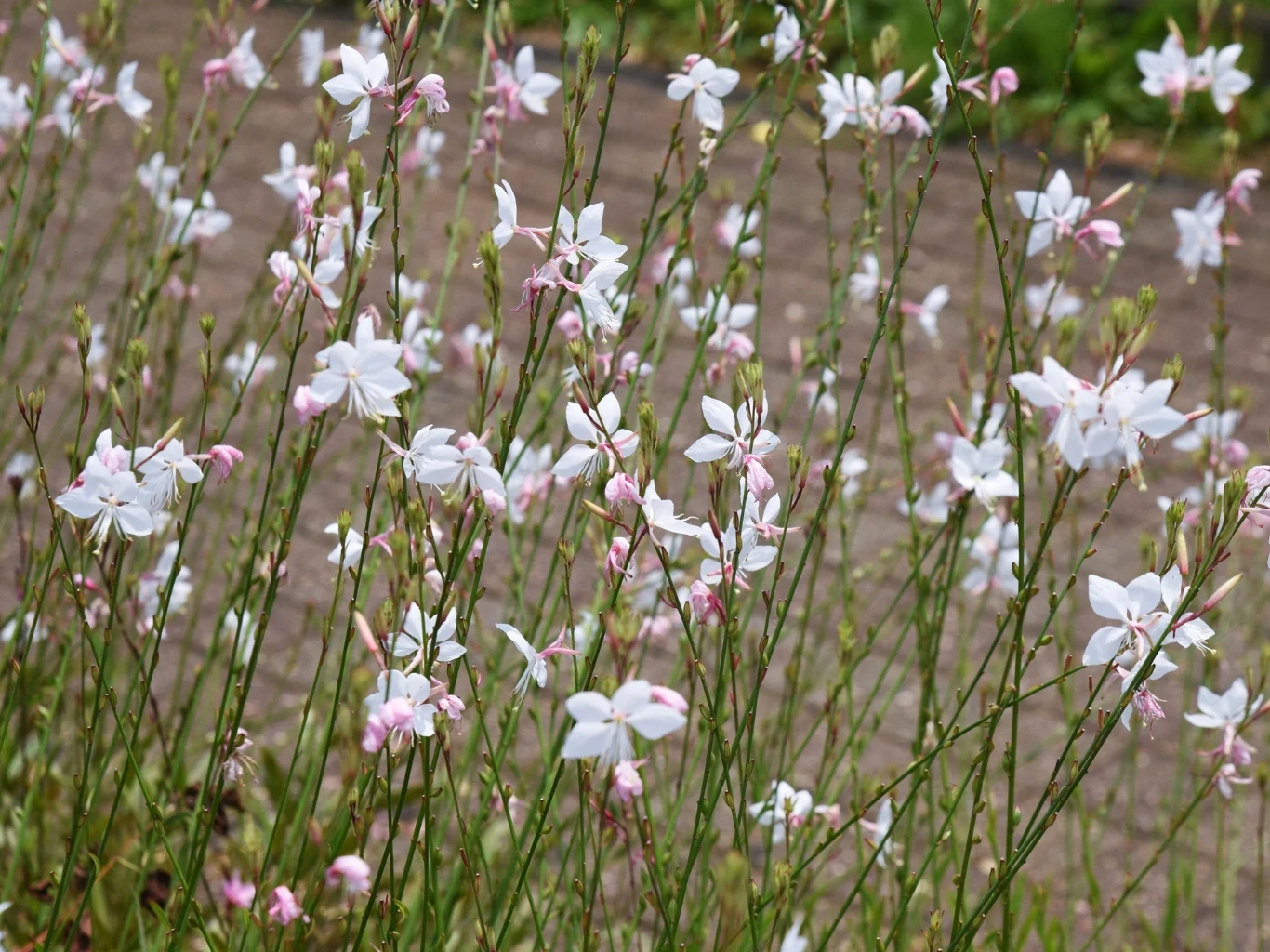 delikatne, białe i różowe kwiaty gaury na smukłych łodygach wyraźnie odcinające się na tle rozmytego chodnika