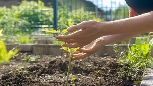 Ani do pomidorów, ani ogórków. Popularny trik może szkodzić