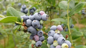 Chcesz zbierać wiadra borówek? Posadź tuż obok krzewu